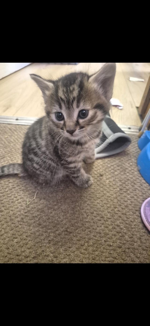 11 week old kittens for sale — photo 3 of 4