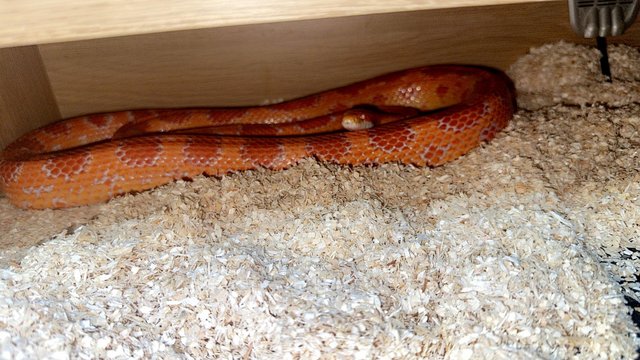 Preview of the first image of Beginner corn snake for sale.
