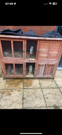 Image 2 of Double hutch and 2 guinea pigs (brothers)