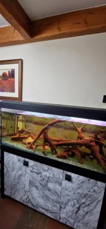 Image 1 of 4ft Fluval roma 240 aquarium for sale