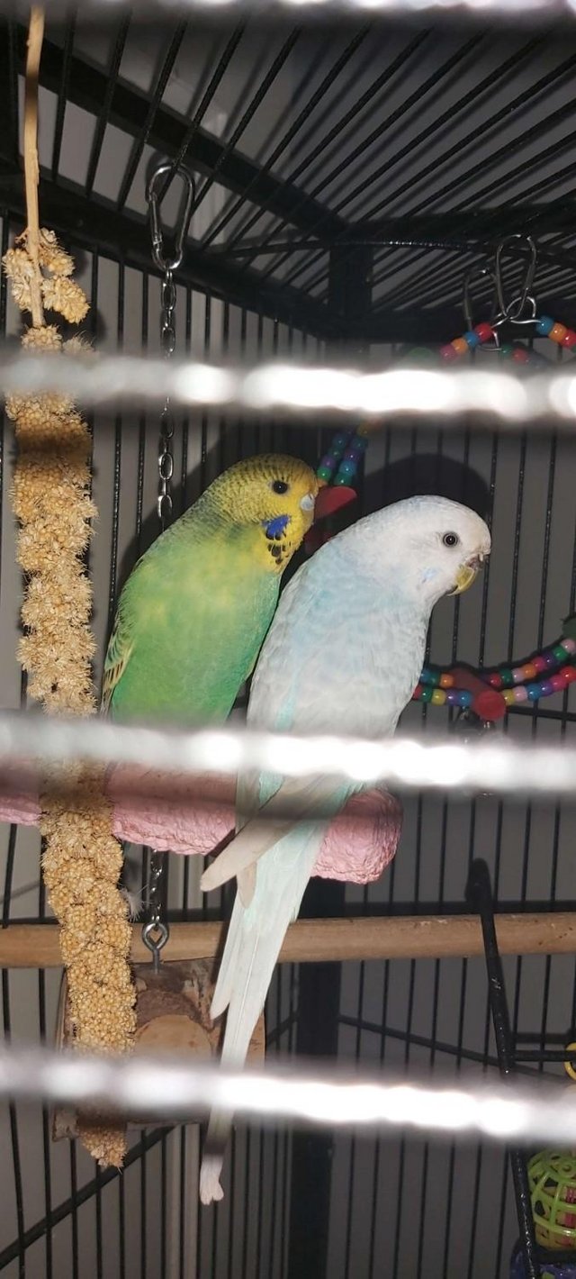Preview of the first image of 2 lovley Budgies for sale with everything!.