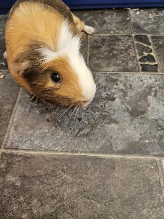Image 1 of 2 x male guinea pigs and cages