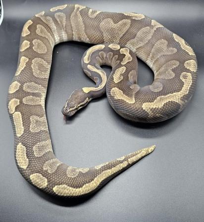 Image 6 of Royal/ Ball pythons available Adults/ Hatchlings from £35