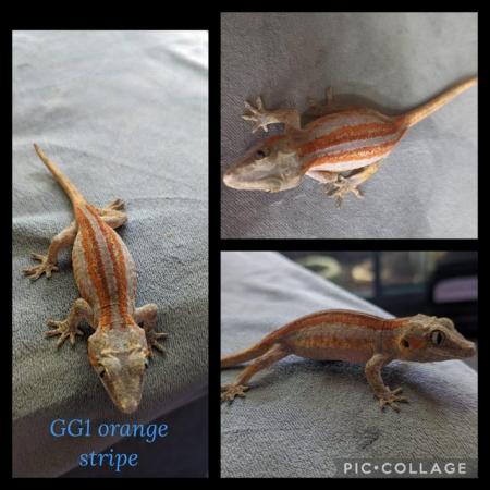 Image 3 of 3 x Gargoyle Geckos reduced was £95 each NOW £85 Each