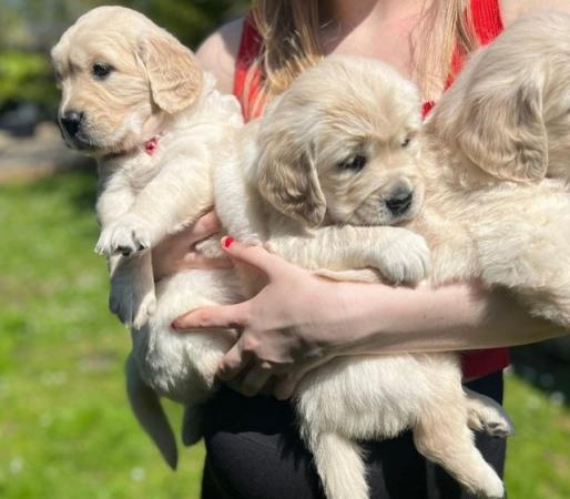 Image 7 of Gorgeous Golden retriever puppies
