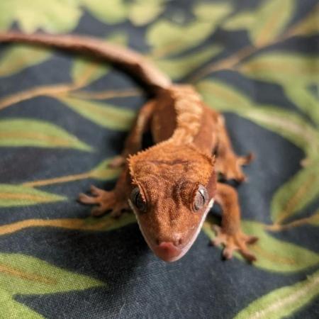 Image 3 of 4-5 month old crested geckos for sale