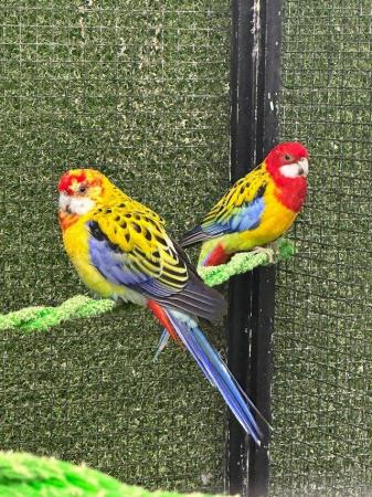 Image 3 of Beautiful rosella parakeets available haaris pet Centre