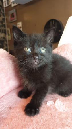 Image 1 of 4 Black kittens ready within a week x