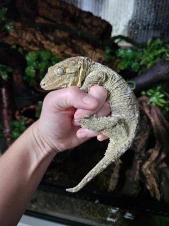 Image 12 of Leachianus gecko female proven isle E morro