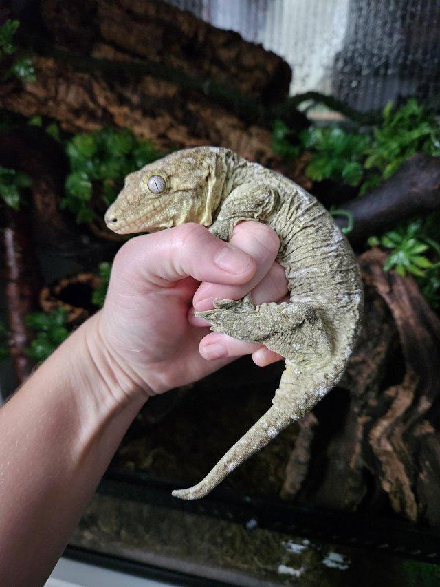 Preview of the first image of Leachianus gecko female proven isle E morro.