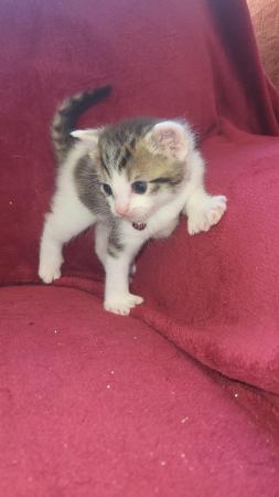 Image 10 of RESERVED - beautiful polydactyl (extra toes) kitten