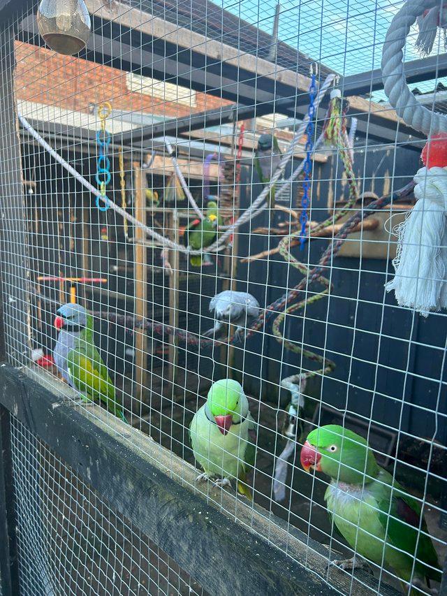Preview of the first image of Parrot rehome/rescue service..