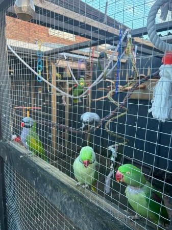 Image 1 of Parrot rehome/rescue service.