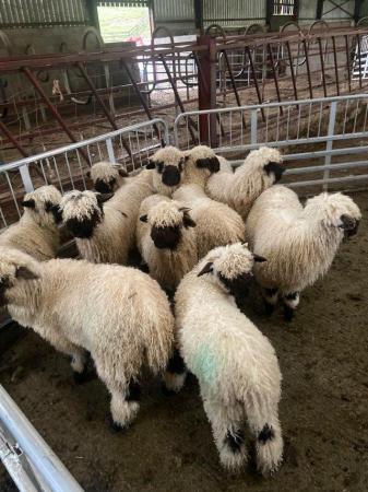Image 1 of Cute Valais Blacknose Ewe Lambs