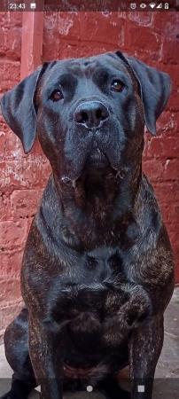 Image 5 of Presa canario needs new home no time wasters