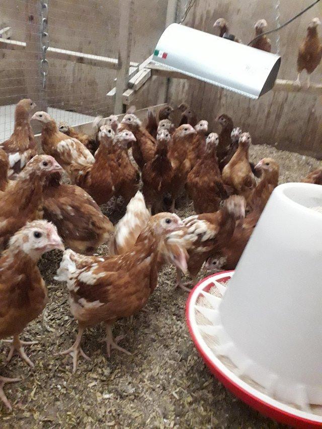 Preview of the first image of Hybrid pullet chickens 16 weeks old.