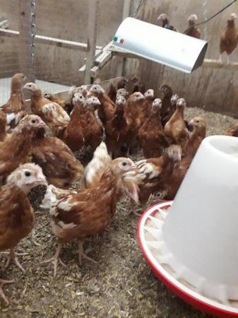 Image 1 of Hybrid pullet chickens 16 weeks old