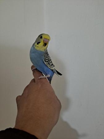 Image 13 of Young hand tamed baby budgies for sale