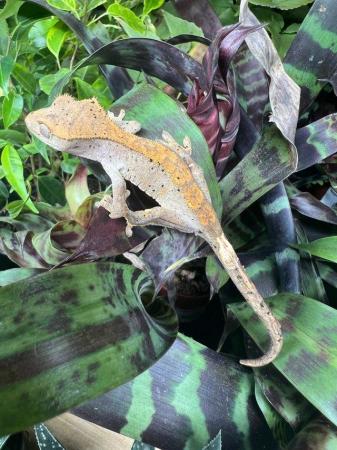 Image 3 of Crested Geckos At The Marp Centre June