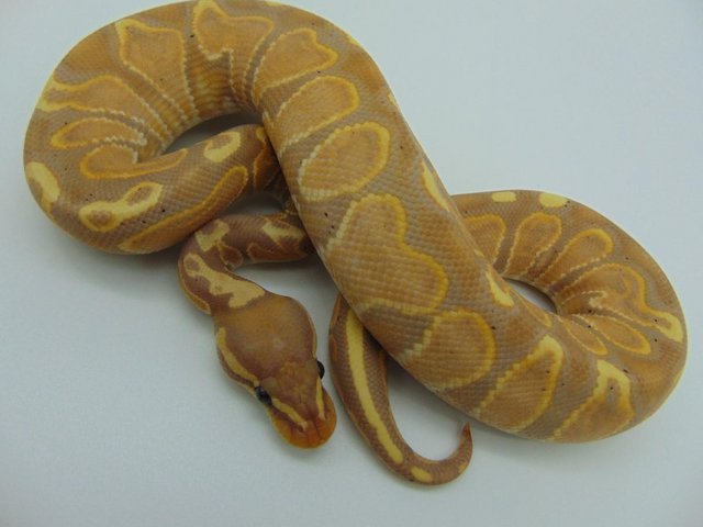 Preview of the first image of Male GHI Banana(Female Maker) Ball Python 217 grams.