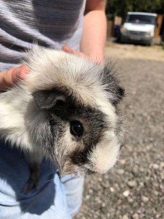 Image 1 of Female Guinea Pigs for sale
