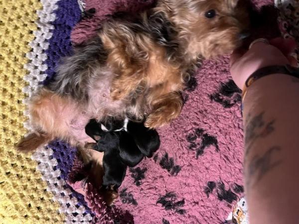 Image 3 of Chorkie pups , These pups are only going to be tiny