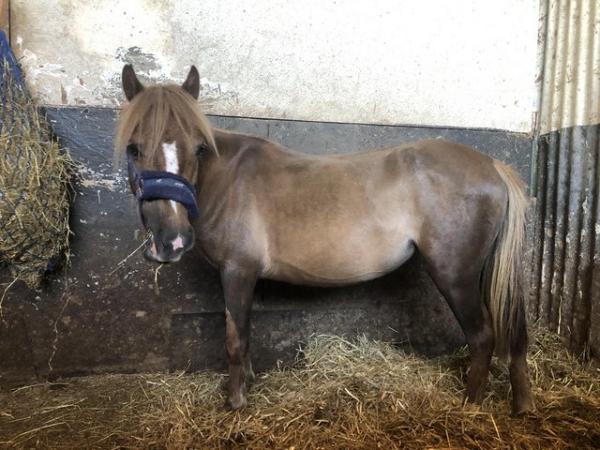 Image 2 of 3 year old Dartmoor hill pony blackpool