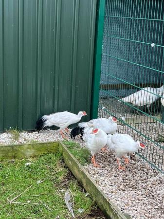 Image 3 of White eared pheasants for sale