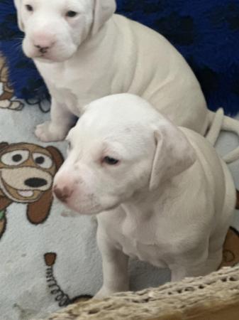 Image 4 of LEMON SPOTTED DALMATIAN BOY PUPS! READY NOW !