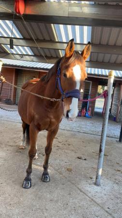 Image 1 of 16.1 tb gelding for sale