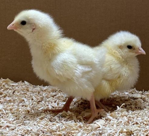 Image 1 of Day old female chicks, fully vaccinated