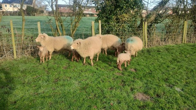 Preview of the first image of Portland Sheep with pure Portland Lambs at foot.