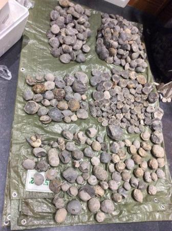 Image 3 of Fossil ammonites for sale various examples