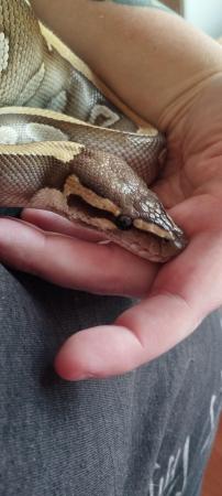 Image 6 of Female Mojave and a Male Lesser Mojave both for £150