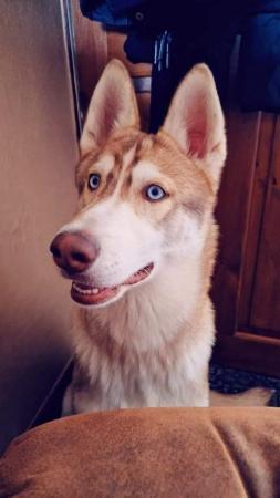 Image 1 of Siberian Husky 17 months old NOW SOLD