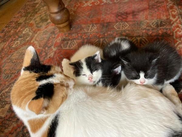 Image 1 of 9 week old adorable kittens