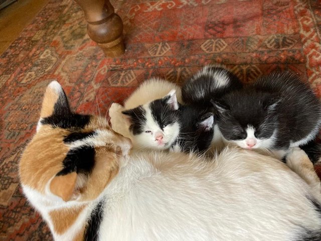 Preview of the first image of 9 week old adorable kittens.