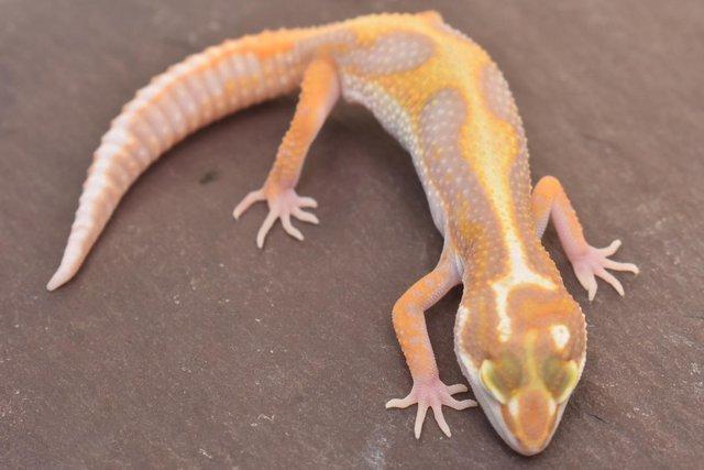 Image 5 of 2023 Leopard gecko Hatchlings available