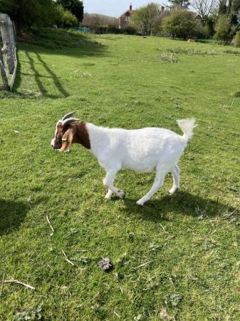 Image 3 of 2023 born weather Boer goats for sale