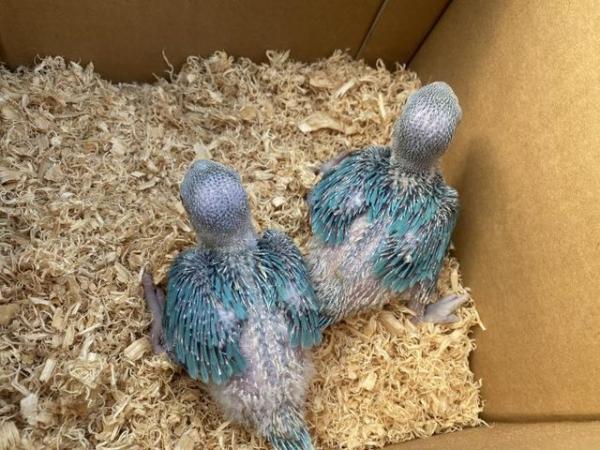 Image 2 of Want Indian ringneck parrot babies