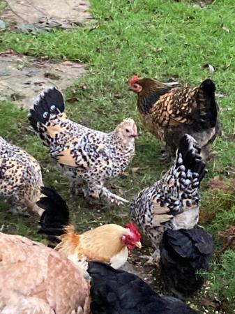 Image 3 of Canary hen or two wanted for pets….
