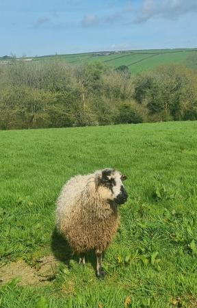 Image 2 of Three greyface dartmoor Cross ewes