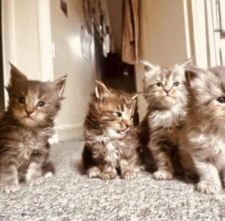 Image 3 of Pedigree Maincoon kittens