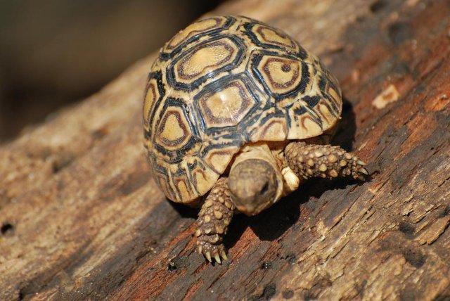 Image 3 of Stunning Baby Tortoises available lots to choose from..