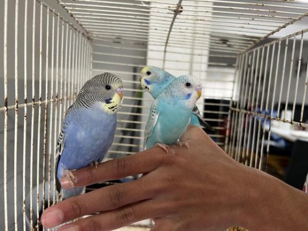 Image 8 of Super hand Tamed Baby Budgies for sale