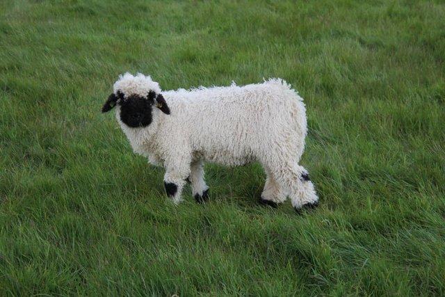 Image 3 of Pure Valais Blacknose Wethers - North Wales