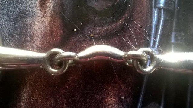 Image 2 of Horse bit 51/2" loose ring  with port