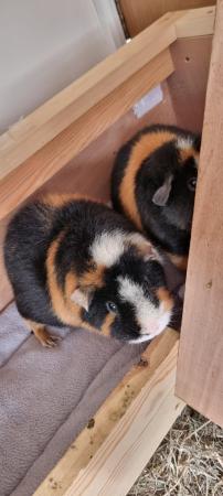 Image 2 of Two female guinea pigs for sale sisters