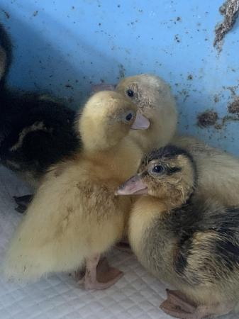 Image 3 of Week Old Call Ducklings for sale