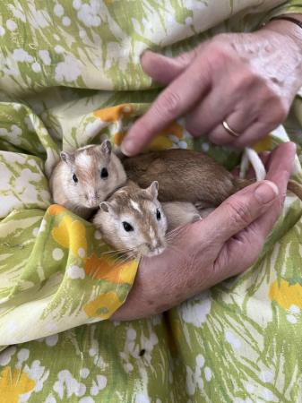 Image 15 of Male Gerbils *Available*